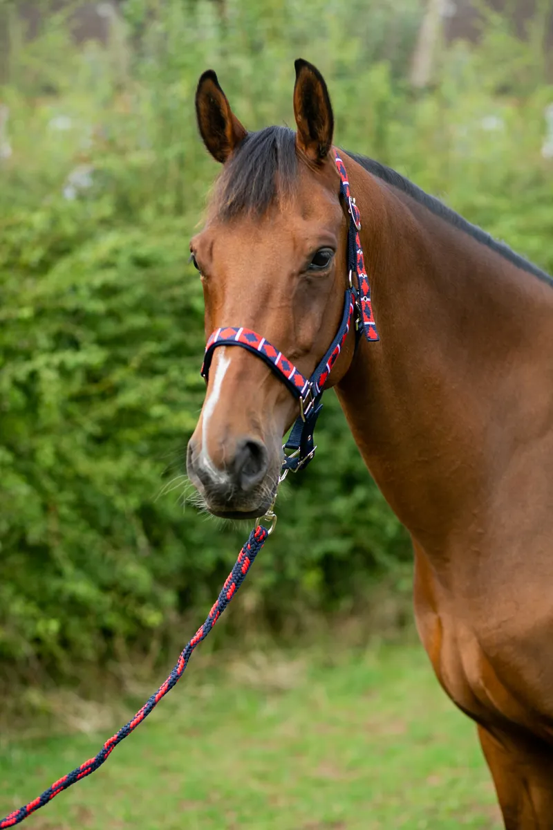 Hy Equestrian Woven Polo Head Collar And Lead Rope - Navy/Red-2
